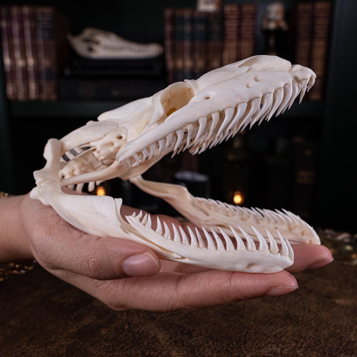 Skulls – Duy Ng Skeleton