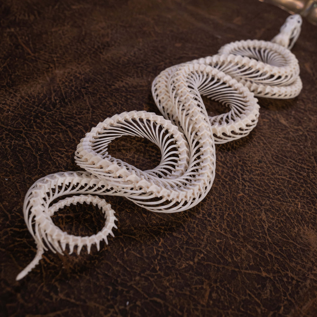 museum specimen collection, bone collection, skeleton collection,  oddities and curiosities,  gothic wall decoration, Real viper skeleton on Victorian Vintage,   Venomous snake fangs, snake skeleton,  snake anatomy,  real snake skull, Snake fang,