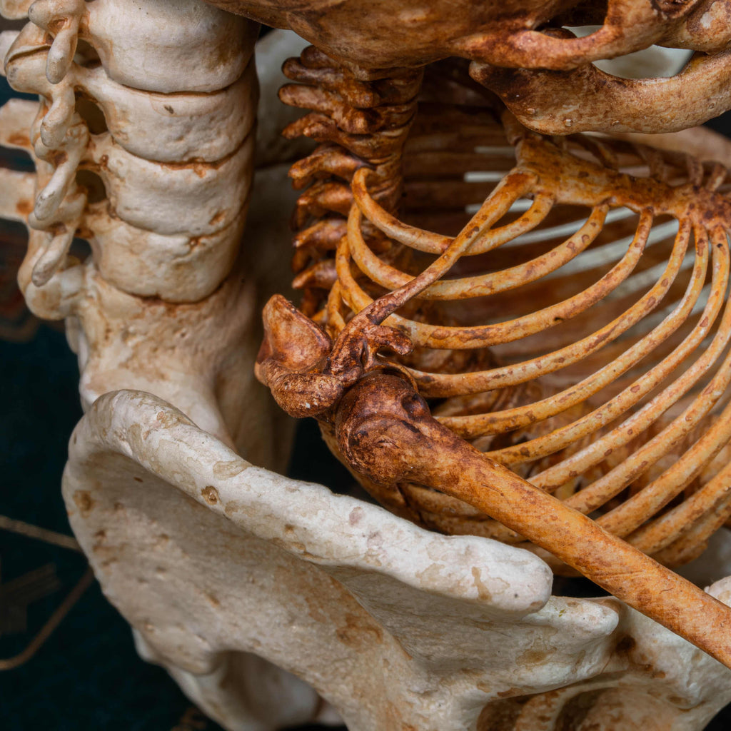 3D printed baby fetus skeleton air plant holder, designed with a hollow skull cradle for Tillandsia air plants. Hand-finished for realistic bone texture, this gothic planter doubles as anatomical art and functional decor. Perfect for oddities collectors, gothic home interiors, witchcraft altars, and dark academia studies. A surreal memento mori air plant display, blending science, macabre symbolism, and curiosity cabinet aesthetics for unique gothic decor.