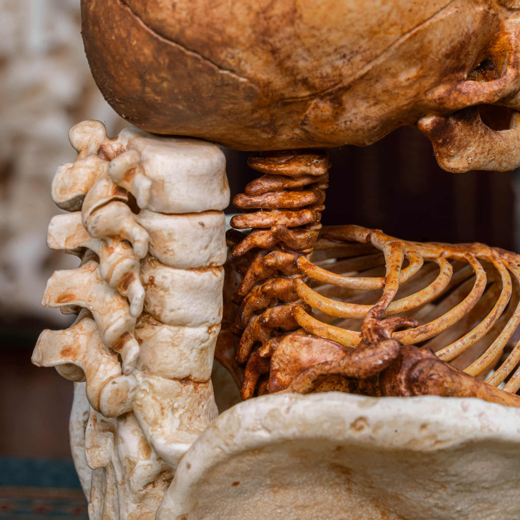 3D printed baby fetus skeleton air plant holder, designed with a hollow skull cradle for Tillandsia air plants. Hand-finished for realistic bone texture, this gothic planter doubles as anatomical art and functional decor. Perfect for oddities collectors, gothic home interiors, witchcraft altars, and dark academia studies. A surreal memento mori air plant display, blending science, macabre symbolism, and curiosity cabinet aesthetics for unique gothic decor.