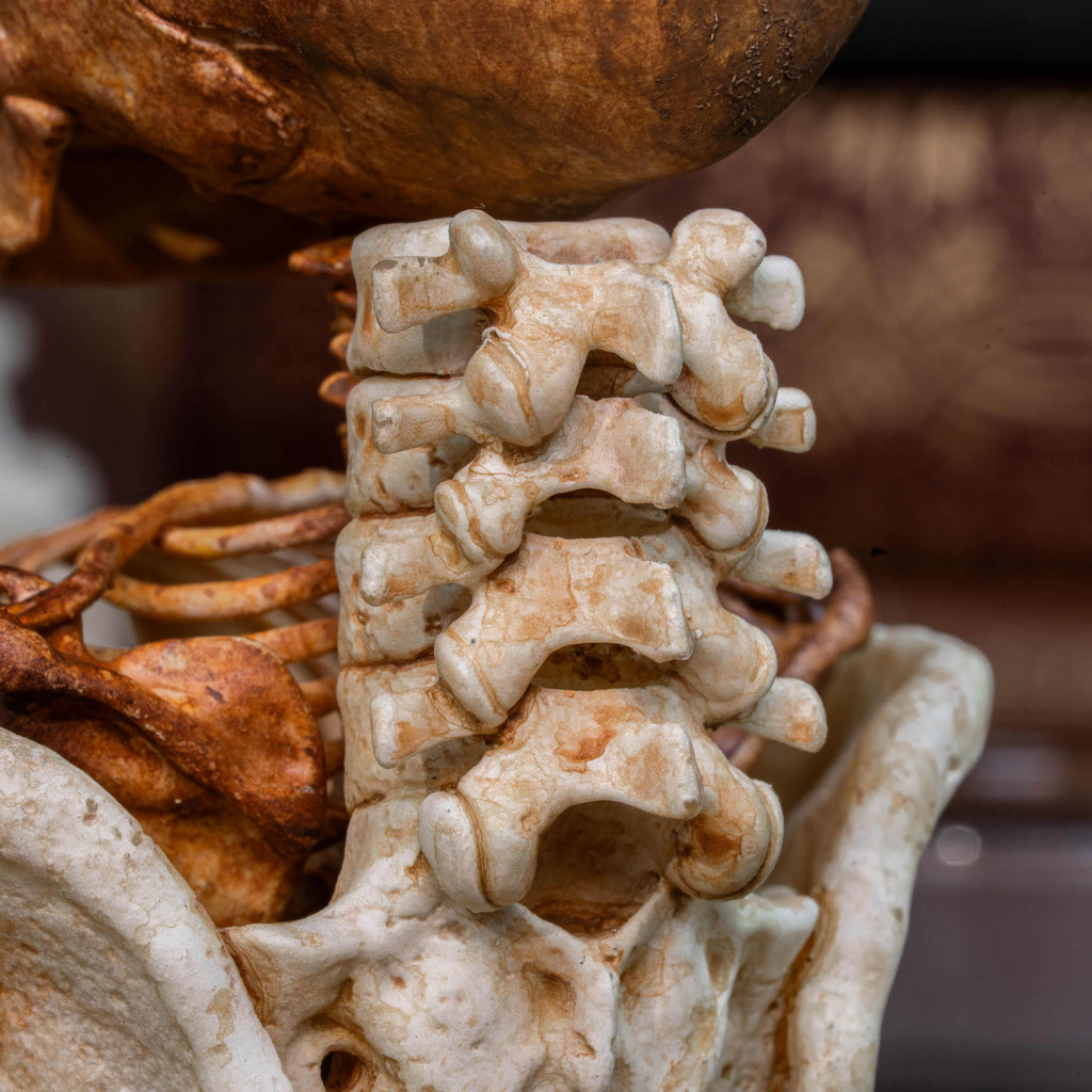 3D printed baby fetus skeleton air plant holder, designed with a hollow skull cradle for Tillandsia air plants. Hand-finished for realistic bone texture, this gothic planter doubles as anatomical art and functional decor. Perfect for oddities collectors, gothic home interiors, witchcraft altars, and dark academia studies. A surreal memento mori air plant display, blending science, macabre symbolism, and curiosity cabinet aesthetics for unique gothic decor.