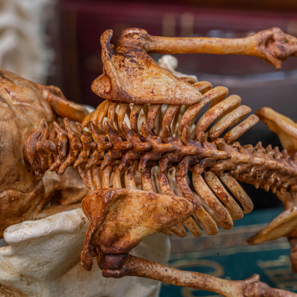 3D printed baby fetus skeleton air plant holder, designed with a hollow skull cradle for Tillandsia air plants. Hand-finished for realistic bone texture, this gothic planter doubles as anatomical art and functional decor. Perfect for oddities collectors, gothic home interiors, witchcraft altars, and dark academia studies. A surreal memento mori air plant display, blending science, macabre symbolism, and curiosity cabinet aesthetics for unique gothic decor.