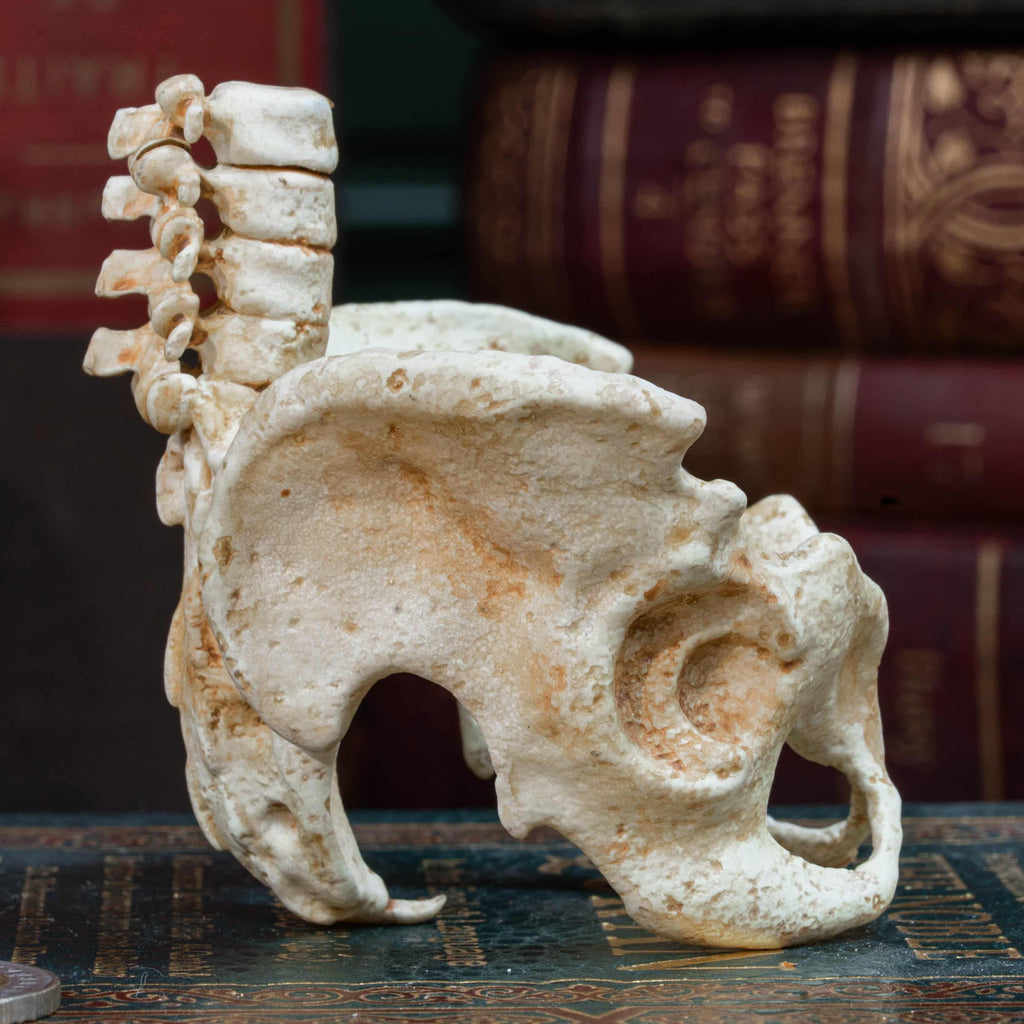 3D printed baby fetus skeleton air plant holder, designed with a hollow skull cradle for Tillandsia air plants. Hand-finished for realistic bone texture, this gothic planter doubles as anatomical art and functional decor. Perfect for oddities collectors, gothic home interiors, witchcraft altars, and dark academia studies. A surreal memento mori air plant display, blending science, macabre symbolism, and curiosity cabinet aesthetics for unique gothic decor.