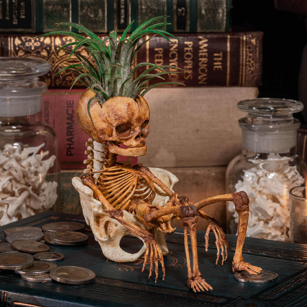 3D printed baby fetus skeleton air plant holder, designed with a hollow skull cradle for Tillandsia air plants. Hand-finished for realistic bone texture, this gothic planter doubles as anatomical art and functional decor. Perfect for oddities collectors, gothic home interiors, witchcraft altars, and dark academia studies. A surreal memento mori air plant display, blending science, macabre symbolism, and curiosity cabinet aesthetics for unique gothic decor.
