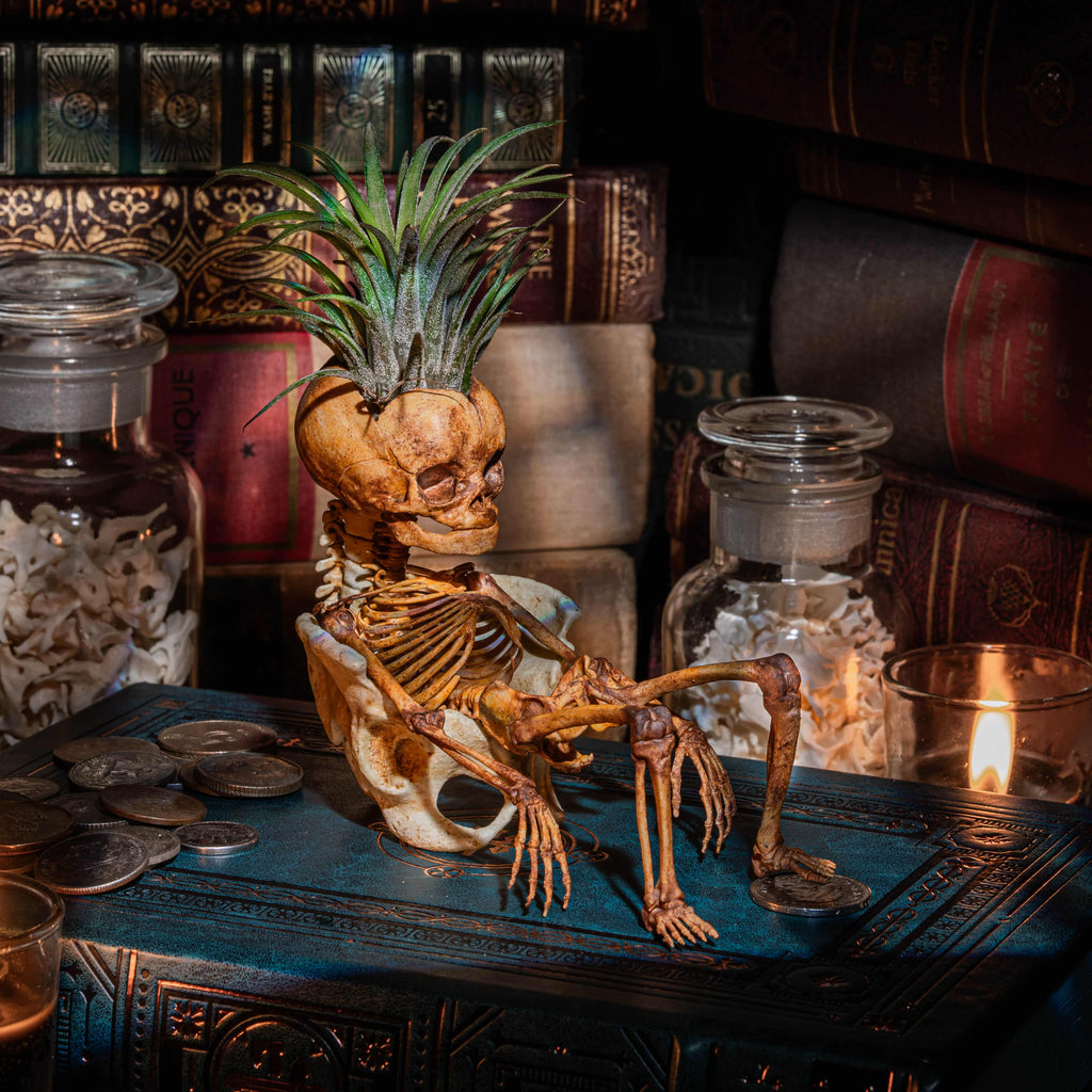 3D printed baby fetus skeleton air plant holder, designed with a hollow skull cradle for Tillandsia air plants. Hand-finished for realistic bone texture, this gothic planter doubles as anatomical art and functional decor. Perfect for oddities collectors, gothic home interiors, witchcraft altars, and dark academia studies. A surreal memento mori air plant display, blending science, macabre symbolism, and curiosity cabinet aesthetics for unique gothic decor.
