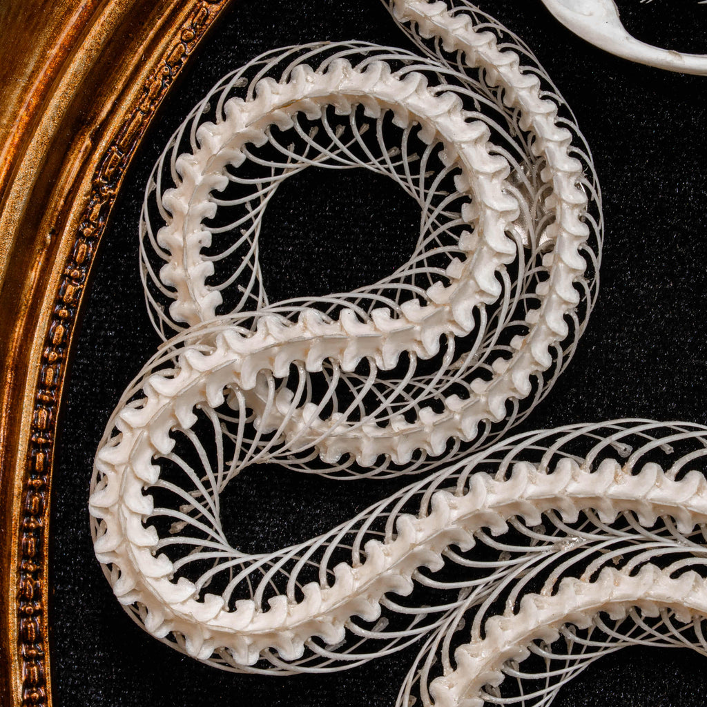 Real snake skeleton posed in a decorative 4-loop spiral shape, mounted on a black velvet background inside an ornate vintage-style oval frame. Handcrafted bone art for wall decor, naturalist collections, or gothic interiors. Ideal for oddities lovers, dark academia displays, or museum-style home accents.