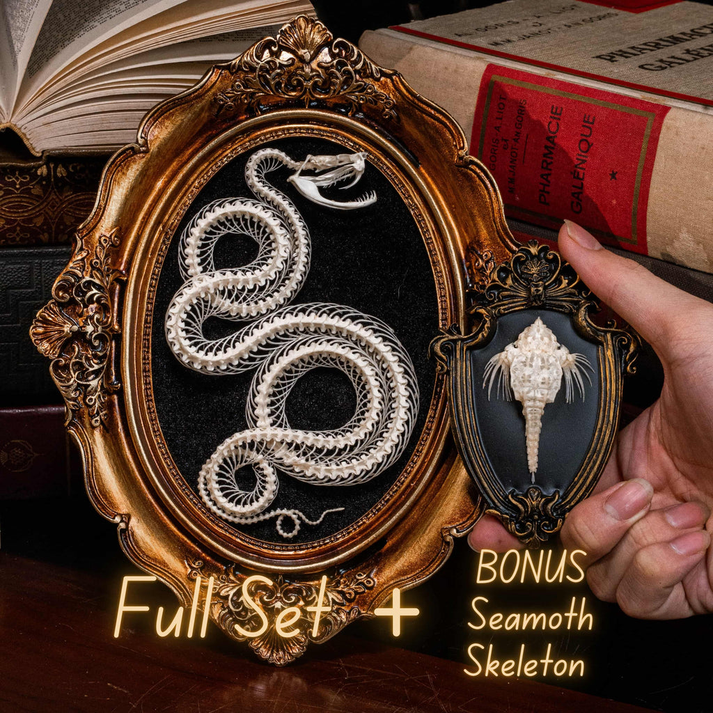 Real snake skeleton posed in a decorative 4-loop spiral shape, mounted on a black velvet background inside an ornate vintage-style oval frame. Handcrafted bone art for wall decor, naturalist collections, or gothic interiors. Ideal for oddities lovers, dark academia displays, or museum-style home accents.