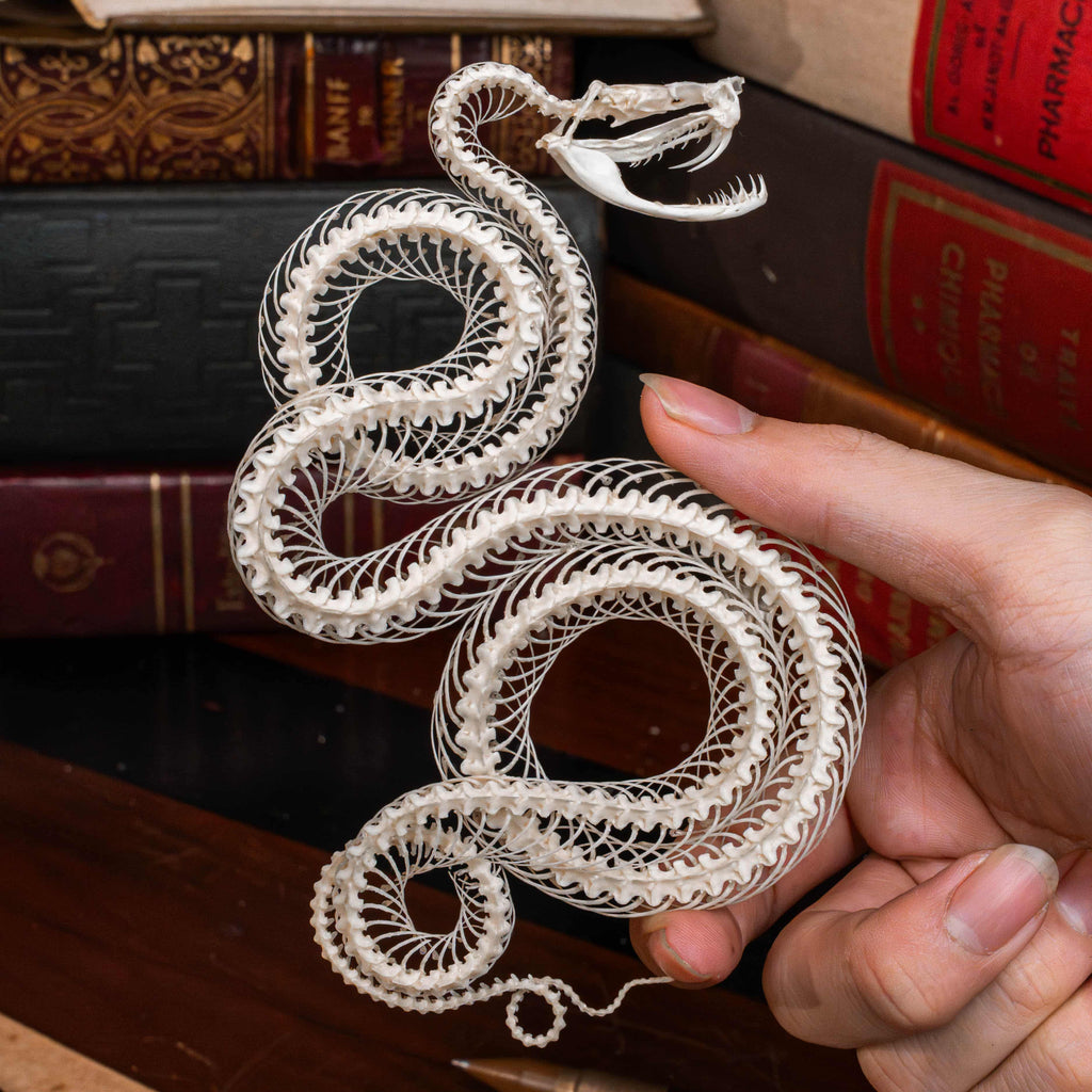 Real snake skeleton held in hand, showing full vertebrae and curved tail structure. Specimen from a venomous snake species, preserved for herpetology, taxidermy, or anatomical bone study. Could be viper, small python, or elapid snake skeleton.