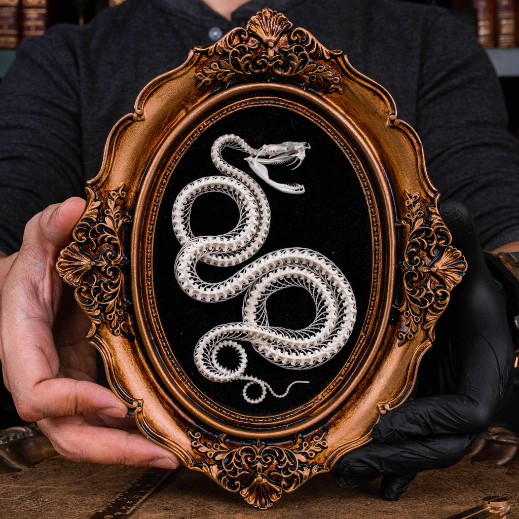 Real Viper Snake Skeleton Wall Decor Gothic Frame Art for Natural History Lovers, Oddities Museum Style Pagan Gift for Spiritual Home Altar Snake Skel on Frame