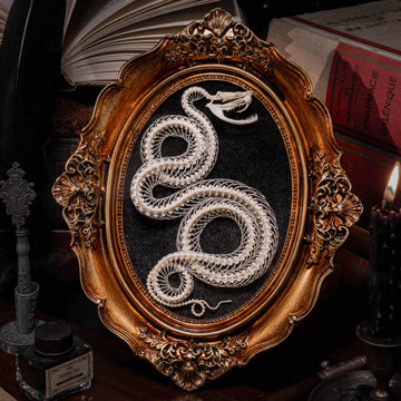 Real snake skeleton posed in a decorative 4-loop spiral shape, mounted on a black velvet background inside an ornate vintage-style oval frame. Handcrafted bone art for wall decor, naturalist collections, or gothic interiors. Ideal for oddities lovers, dark academia displays, or museum-style home accents.
