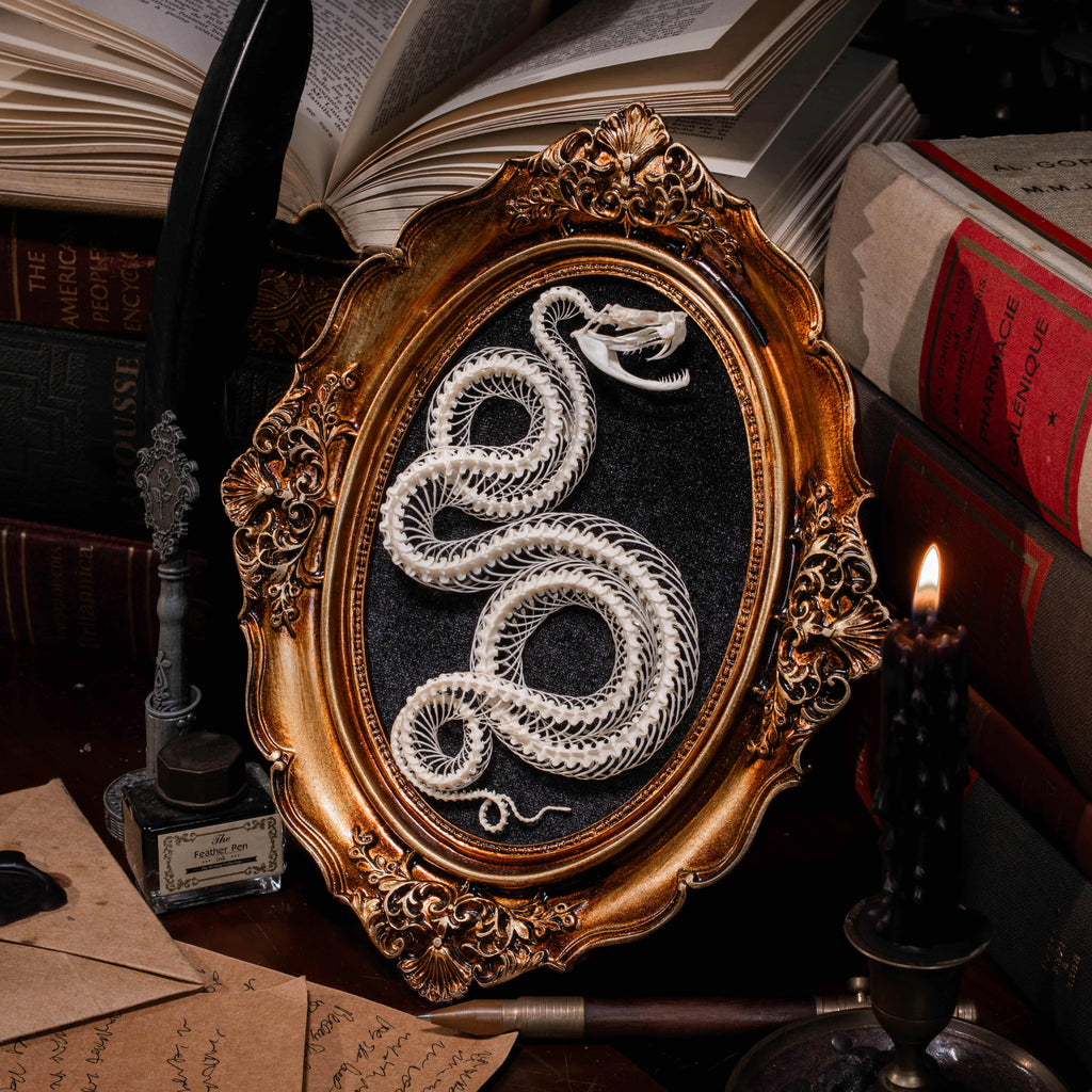 Real snake skeleton posed in a decorative 4-loop spiral shape, mounted on a black velvet background inside an ornate vintage-style oval frame. Handcrafted bone art for wall decor, naturalist collections, or gothic interiors. Ideal for oddities lovers, dark academia displays, or museum-style home accents.