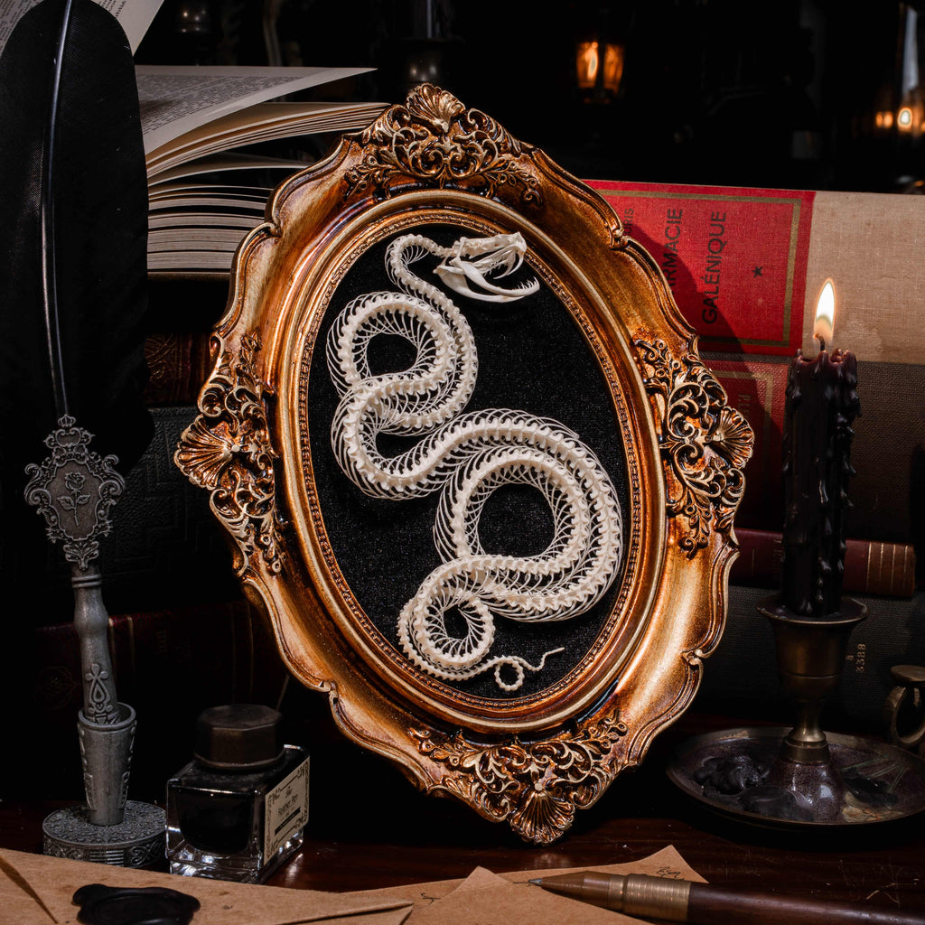 Real snake skeleton posed in a decorative 4-loop spiral shape, mounted on a black velvet background inside an ornate vintage-style oval frame. Handcrafted bone art for wall decor, naturalist collections, or gothic interiors. Ideal for oddities lovers, dark academia displays, or museum-style home accents.
