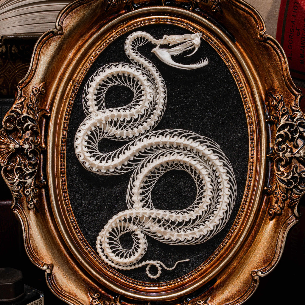 Real snake skeleton posed in a decorative 4-loop spiral shape, mounted on a black velvet background inside an ornate vintage-style oval frame. Handcrafted bone art for wall decor, naturalist collections, or gothic interiors. Ideal for oddities lovers, dark academia displays, or museum-style home accents.