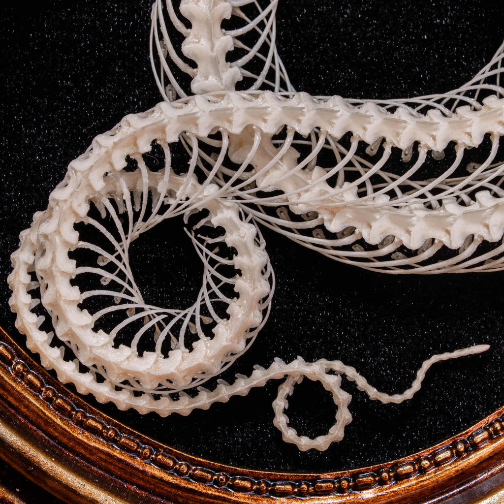 Real snake skeleton posed in a decorative 4-loop spiral shape, mounted on a black velvet background inside an ornate vintage-style oval frame. Handcrafted bone art for wall decor, naturalist collections, or gothic interiors. Ideal for oddities lovers, dark academia displays, or museum-style home accents.