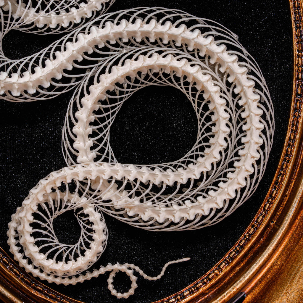 Real Viper Snake Skeleton Wall Decor Gothic Frame Art for Natural History Lovers, Oddities Museum Style Pagan Gift for Spiritual Home Altar image 7