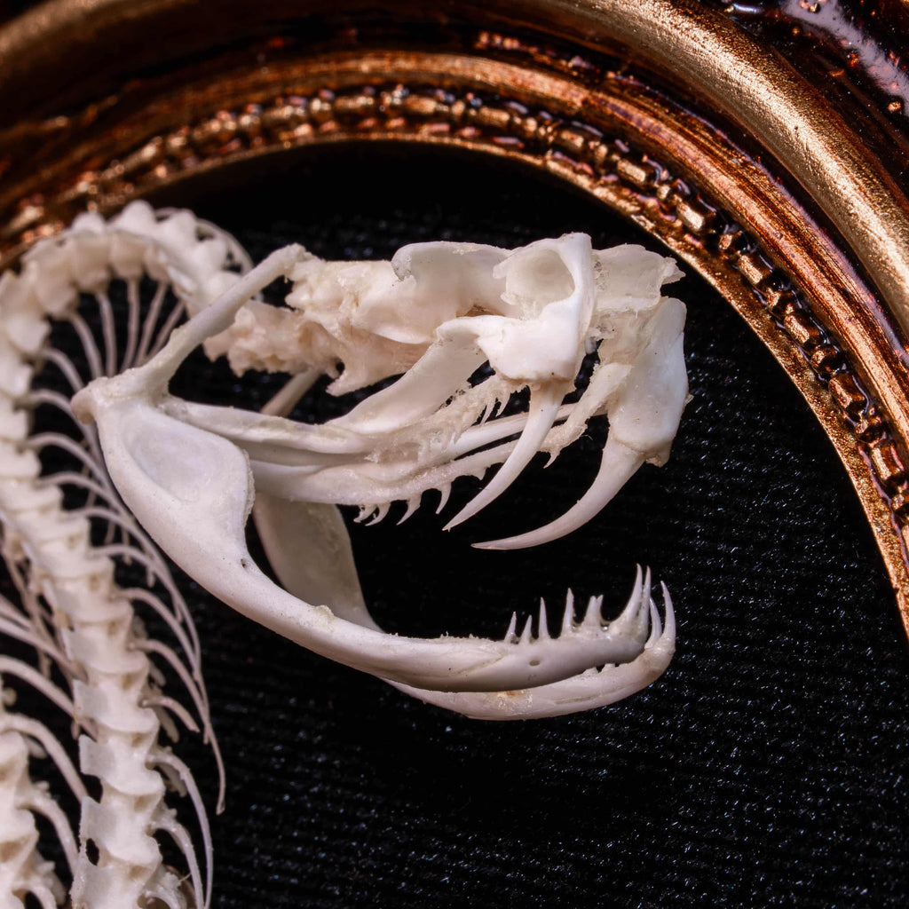 Close-up of real viper skull showing upper and lower snake fangs, detailed bone structure, and articulated jaw. Ideal reference for snake skeleton anatomy, venomous species taxidermy, and bone collection of vipers, cobras, or pit vipers.