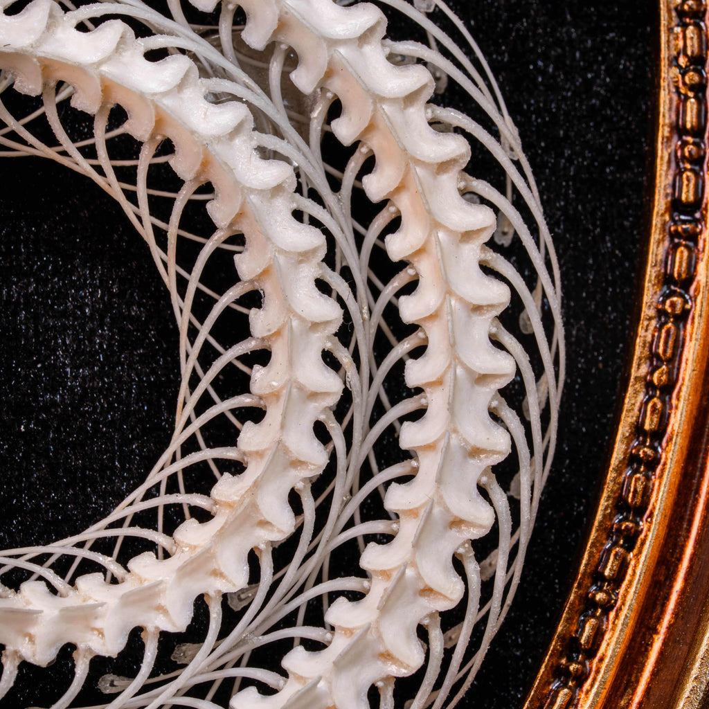 Real Viper Snake Skeleton Wall Decor Gothic Frame Art for Natural History Lovers, Oddities Museum Style Pagan Gift for Spiritual Home Altar image 6