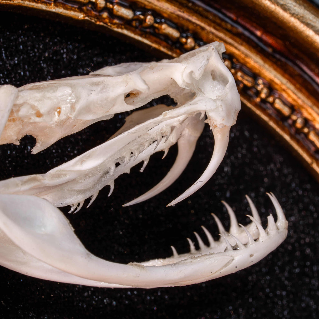 Close-up of real viper skull showing upper and lower snake fangs, detailed bone structure, and articulated jaw. Ideal reference for snake skeleton anatomy, venomous species taxidermy, and bone collection of vipers, cobras, or pit vipers.