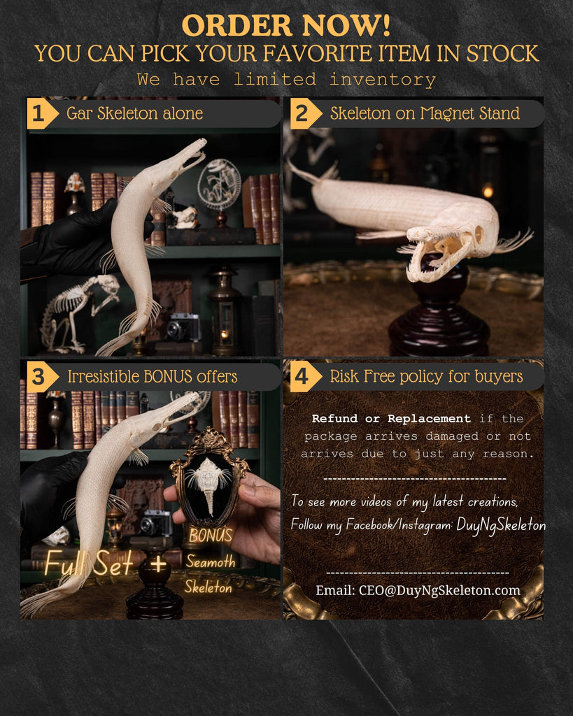 alligator gar, gar, monsterfish
bone collection, skeleton collection, 
oddities and curiosities, 
Real fish skeleton taxidermy, 
real fish skull,
trophy fish taxidermy, 
fish anatomy, 
predator fish,
Goth home decor, dark academia, vulture culture