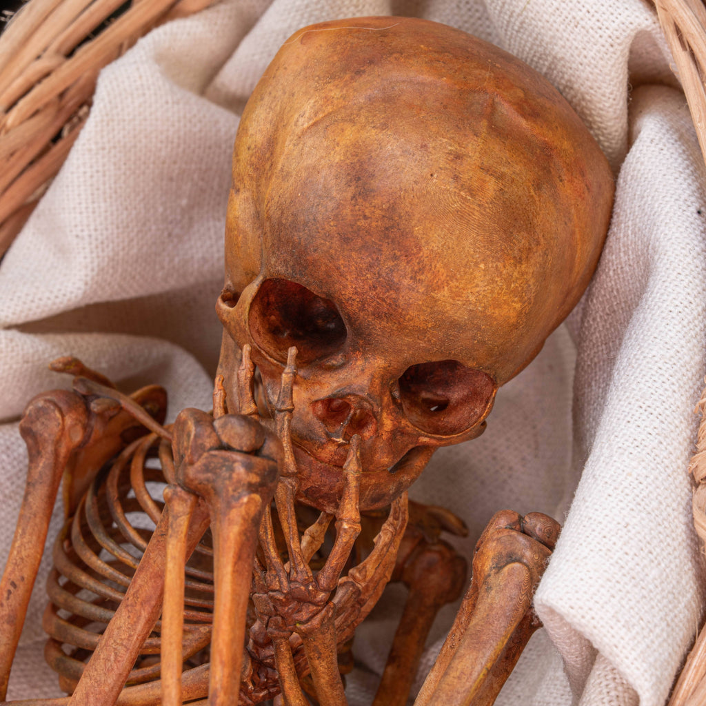 Anatomically accurate baby human fetus skeleton displayed in a handwoven wicker cradle.
Human skull. Human skeleton. Oddities and curiosities. Gothic home decor. Dark academia. Witchcraft collectibles. Horror nursery display. Afterlife symbolism. Creepy cradle art piece.