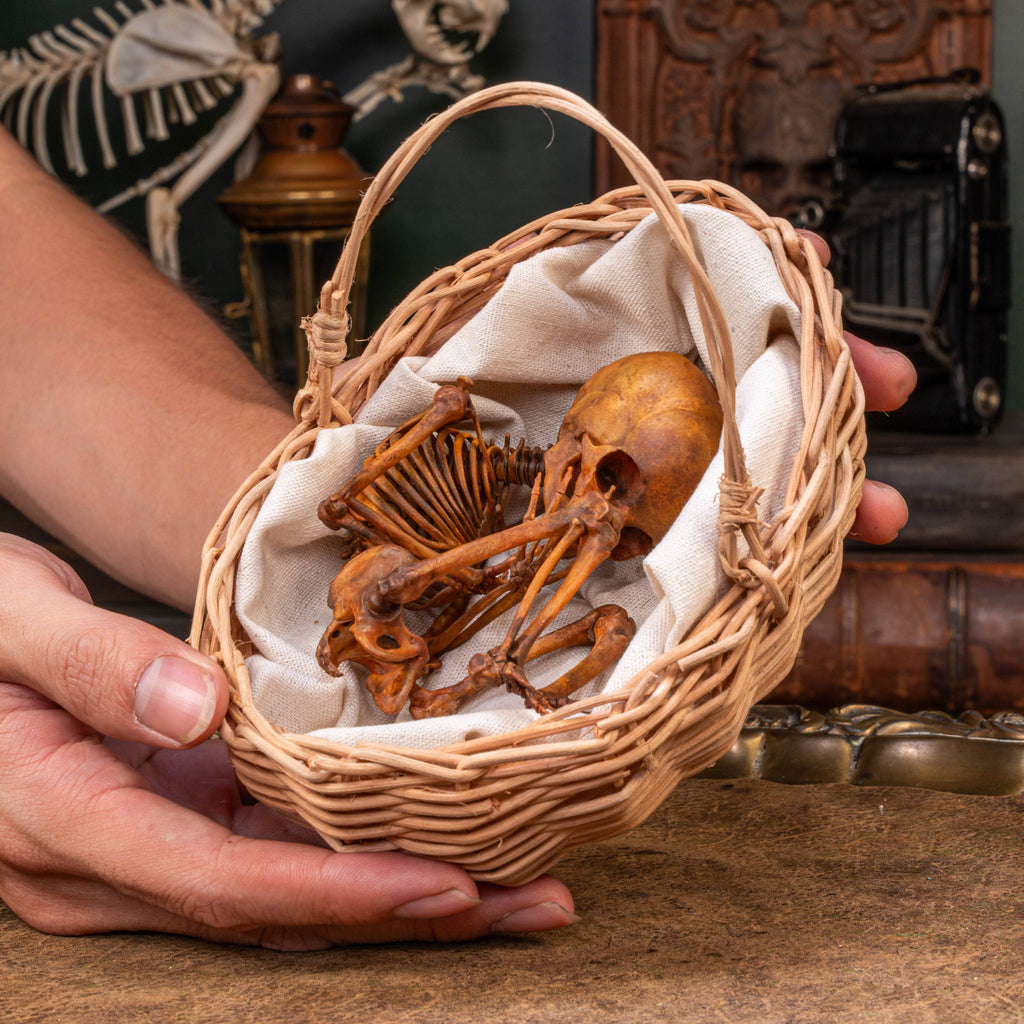 Anatomically accurate baby human fetus skeleton displayed in a handwoven wicker cradle.
Human skull. Human skeleton. Oddities and curiosities. Gothic home decor. Dark academia. Witchcraft collectibles. Horror nursery display. Afterlife symbolism. Creepy cradle art piece.