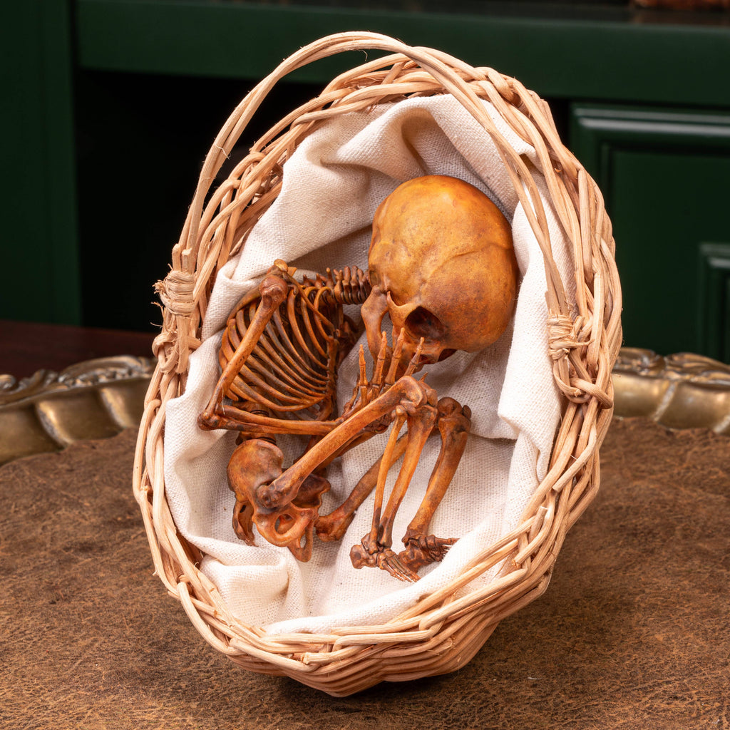 Anatomically accurate baby human fetus skeleton displayed in a handwoven wicker cradle.
Human skull. Human skeleton. Oddities and curiosities. Gothic home decor. Dark academia. Witchcraft collectibles. Horror nursery display. Afterlife symbolism. Creepy cradle art piece.