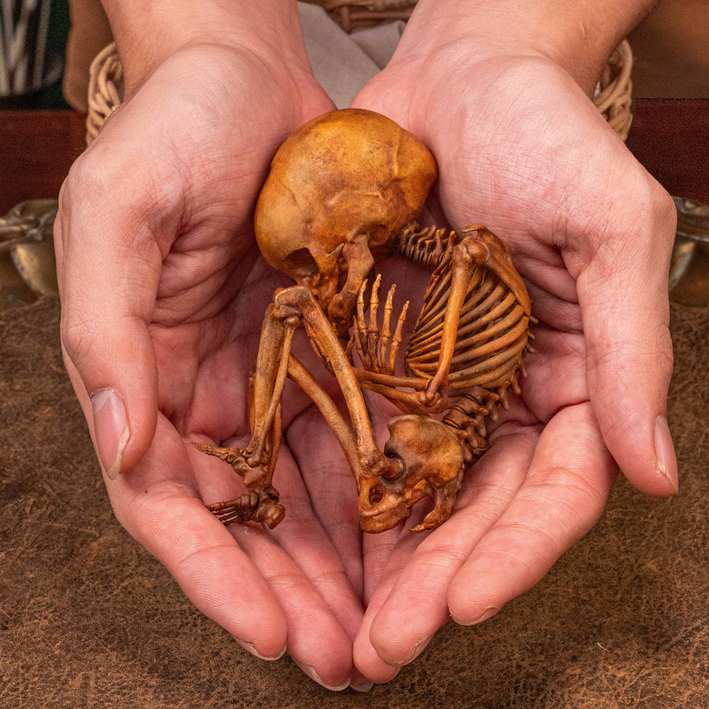 3D printed human fetus skeleton displayed in a vintage-inspired cradle, hand-painted with realistic detail for educational and gothic decor use. This anatomical skeleton model highlights the fragile structure of early human life, making it perfect for curiosity cabinet displays, dark academia interiors, medical students, and collectors of oddities. A unique gothic oddities gift that blends anatomy art with symbolic storytelling.