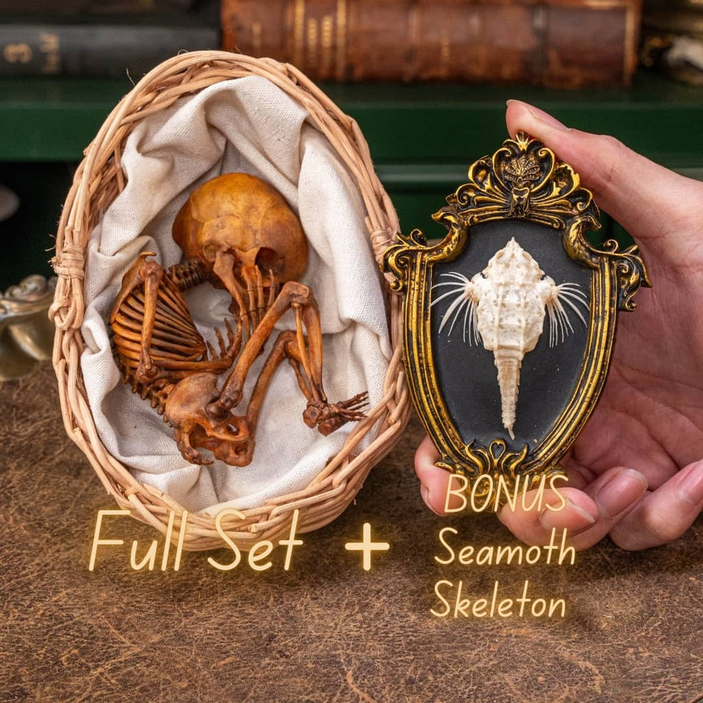 Anatomically accurate baby human fetus skeleton displayed in a handwoven wicker cradle.
Human skull. Human skeleton. Oddities and curiosities. Gothic home decor. Dark academia. Witchcraft collectibles. Horror nursery display. Afterlife symbolism. Creepy cradle art piece.