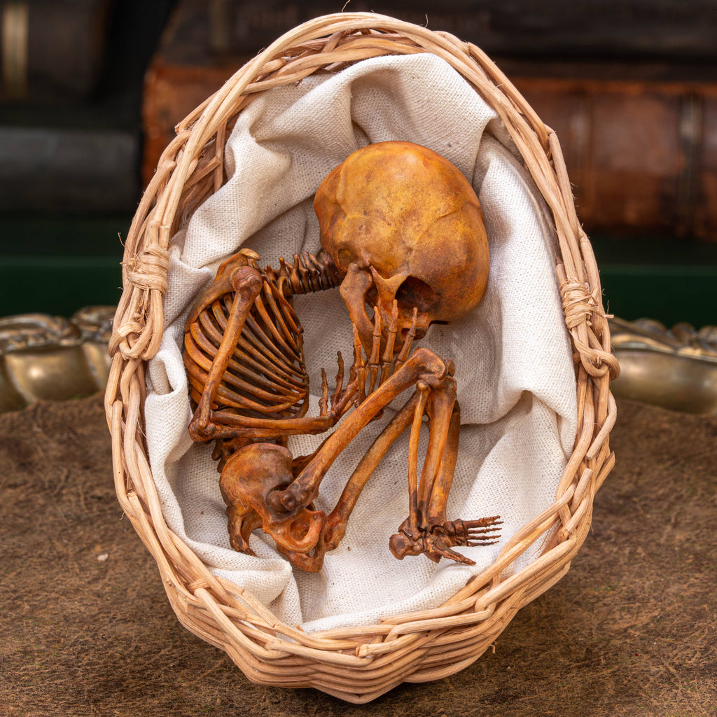Anatomically accurate baby human fetus skeleton displayed in a handwoven wicker cradle.
Human skull. Human skeleton. Oddities and curiosities. Gothic home decor. Dark academia. Witchcraft collectibles. Horror nursery display. Afterlife symbolism. Creepy cradle art piece.
