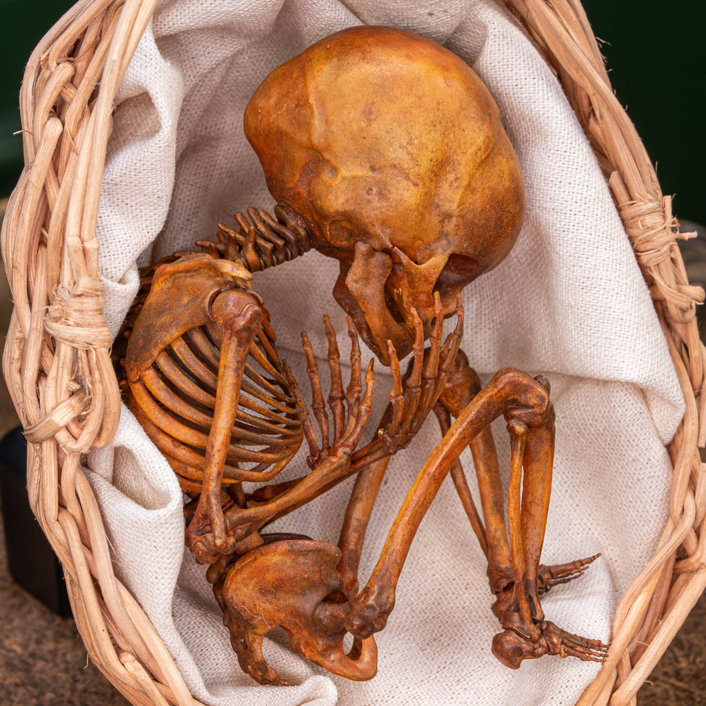 Anatomically accurate baby human fetus skeleton displayed in a handwoven wicker cradle.
Human skull. Human skeleton. Oddities and curiosities. Gothic home decor. Dark academia. Witchcraft collectibles. Horror nursery display. Afterlife symbolism. Creepy cradle art piece.
