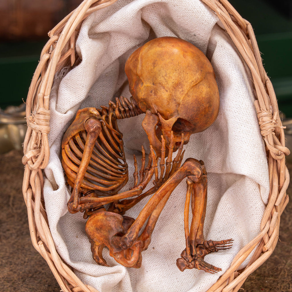 Anatomically accurate baby human fetus skeleton displayed in a handwoven wicker cradle.
Human skull. Human skeleton. Oddities and curiosities. Gothic home decor. Dark academia. Witchcraft collectibles. Horror nursery display. Afterlife symbolism. Creepy cradle art piece.