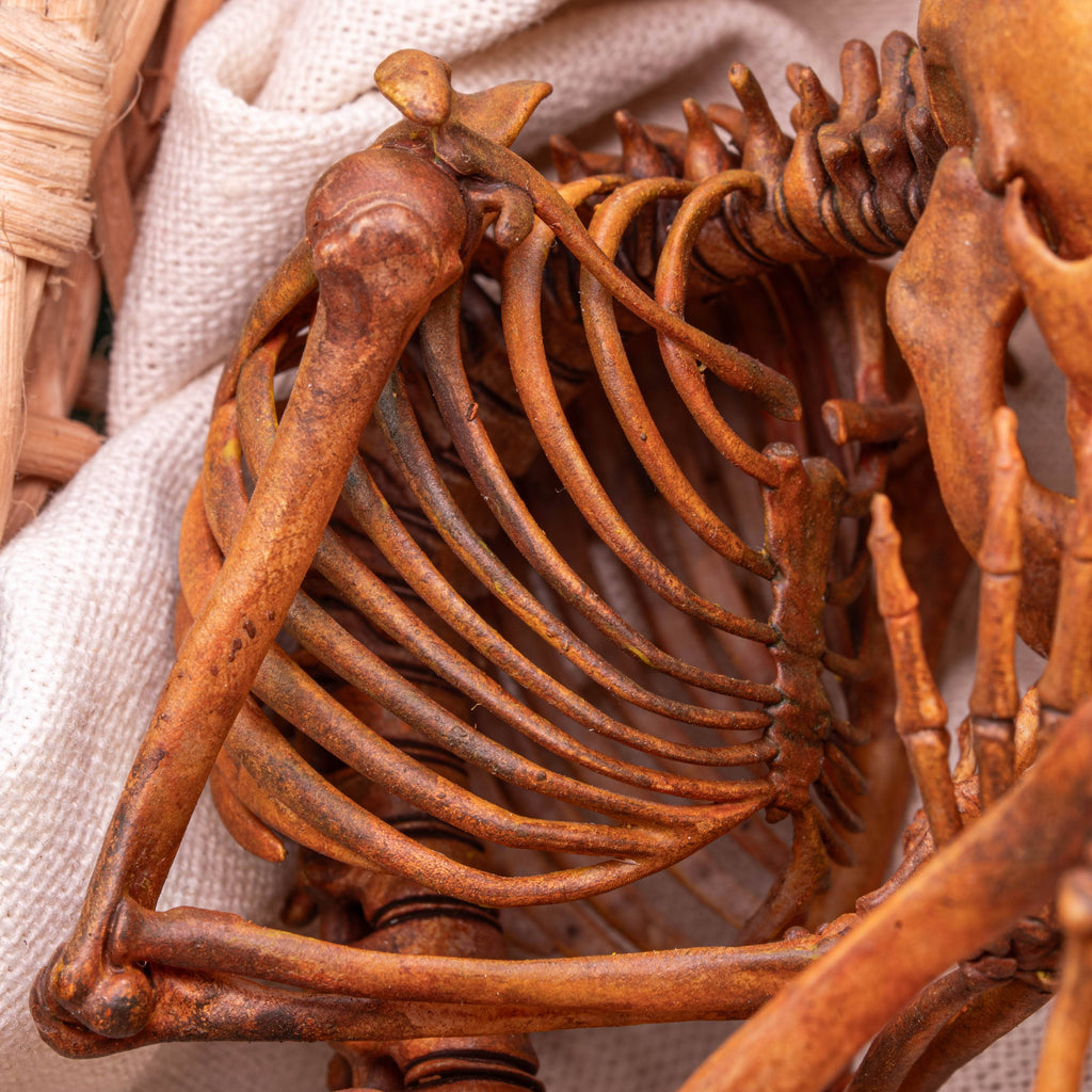 Anatomically accurate baby human fetus skeleton displayed in a handwoven wicker cradle.
Human skull. Human skeleton. Oddities and curiosities. Gothic home decor. Dark academia. Witchcraft collectibles. Horror nursery display. Afterlife symbolism. Creepy cradle art piece.