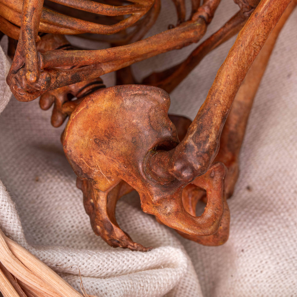 Anatomically accurate baby human fetus skeleton displayed in a handwoven wicker cradle.
Human skull. Human skeleton. Oddities and curiosities. Gothic home decor. Dark academia. Witchcraft collectibles. Horror nursery display. Afterlife symbolism. Creepy cradle art piece.