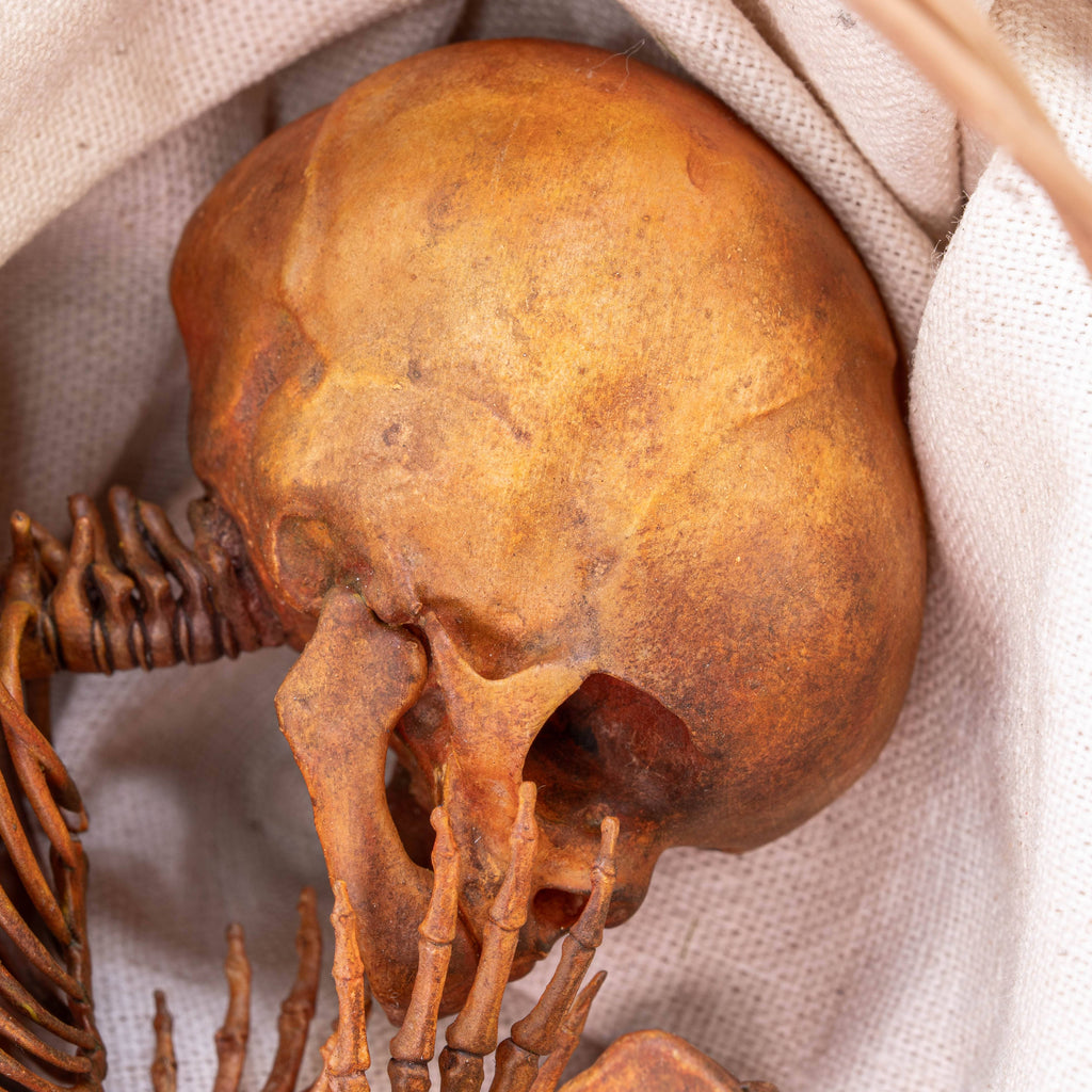 Anatomically accurate baby human fetus skeleton displayed in a handwoven wicker cradle.
Human skull. Human skeleton. Oddities and curiosities. Gothic home decor. Dark academia. Witchcraft collectibles. Horror nursery display. Afterlife symbolism. Creepy cradle art piece.