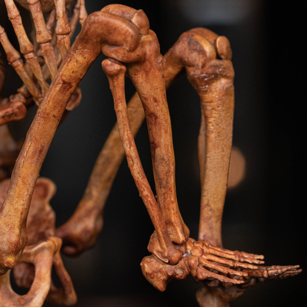 Baby human fetus skeleton on vintage gothic frame.
anatomical accurate model 
human skull
human skeleton
oddities and curiosities 
gothic wall decor
dark academia
WitchCraft collectibles
horror home decor
afterlife art
Creepy tabletop decor