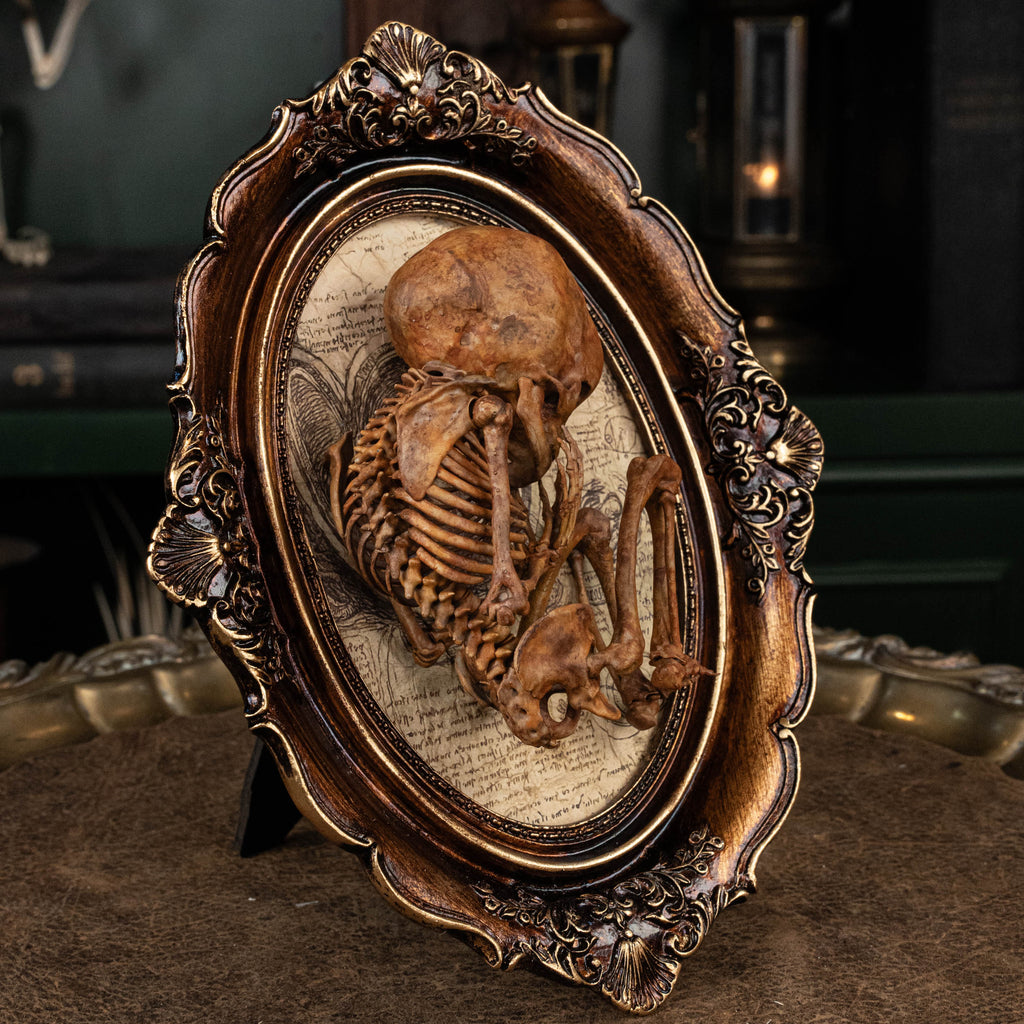Baby human fetus skeleton on vintage gothic frame.
anatomical accurate model 
human skull
human skeleton
oddities and curiosities 
gothic wall decor
dark academia
WitchCraft collectibles
horror home decor
afterlife art
Creepy tabletop decor
