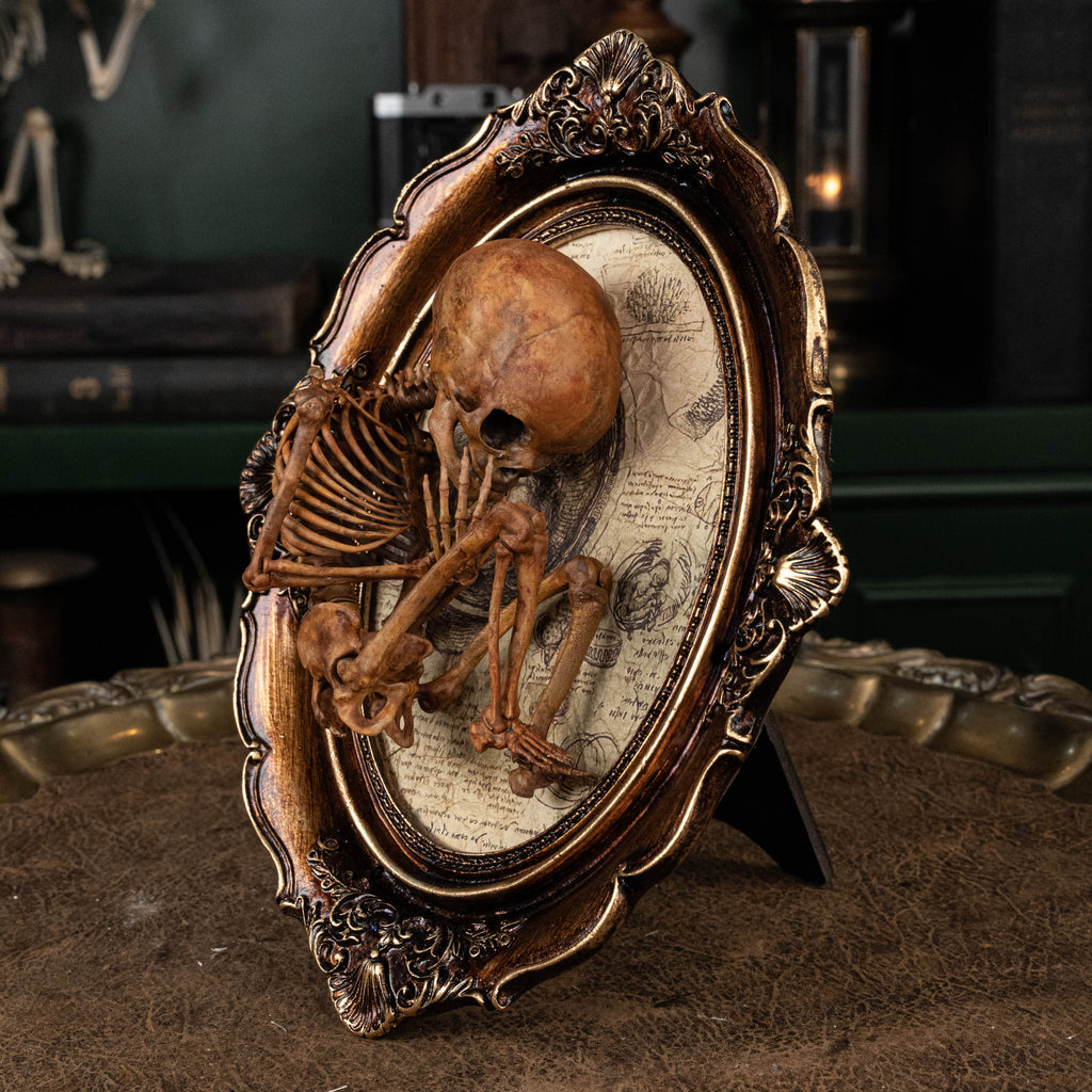 Baby human fetus skeleton on vintage gothic frame.
anatomical accurate model 
human skull
human skeleton
oddities and curiosities 
gothic wall decor
dark academia
WitchCraft collectibles
horror home decor
afterlife art
Creepy tabletop decor