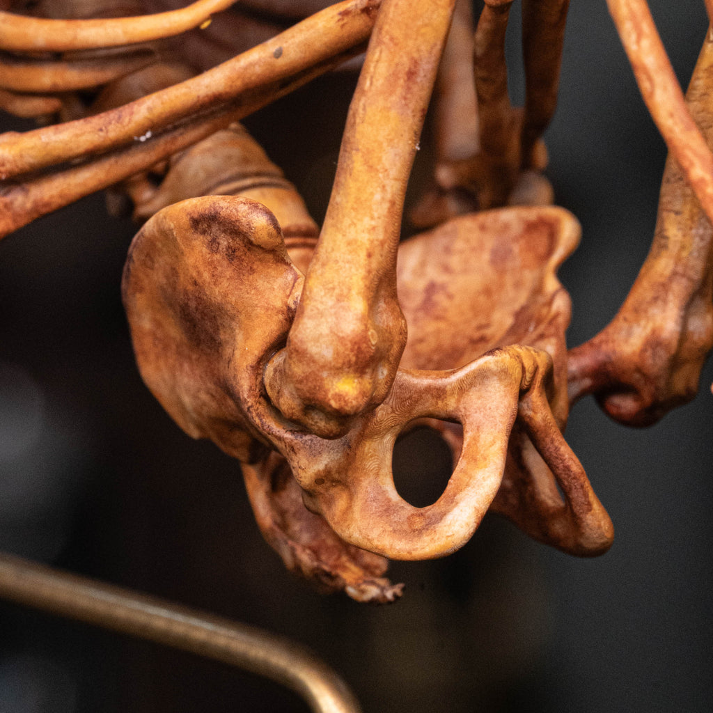 Baby human fetus skeleton on vintage gothic frame.
anatomical accurate model 
human skull
human skeleton
oddities and curiosities 
gothic wall decor
dark academia
WitchCraft collectibles
horror home decor
afterlife art
Creepy tabletop decor