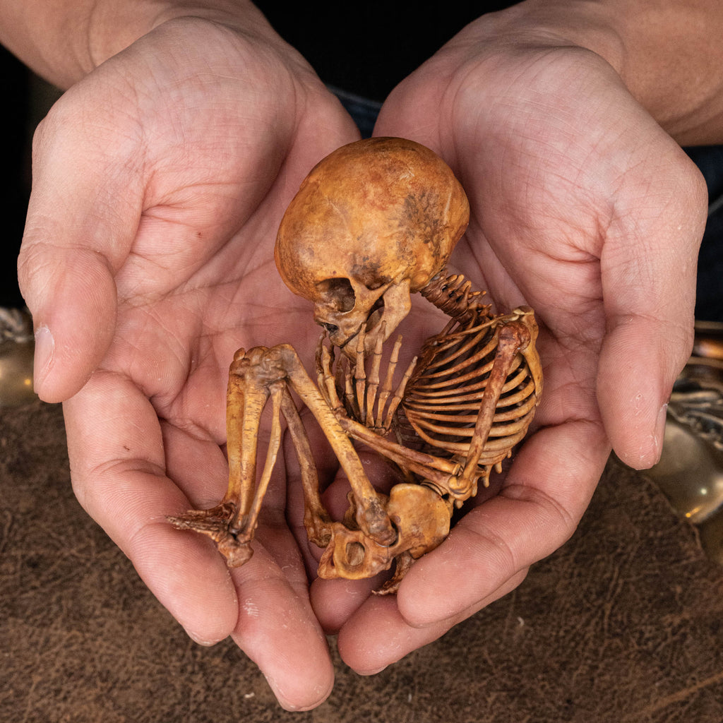 Baby human fetus skeleton on vintage gothic frame.
anatomical accurate model 
human skull
human skeleton
oddities and curiosities 
gothic wall decor
dark academia
WitchCraft collectibles
horror home decor
afterlife art
Creepy tabletop decor