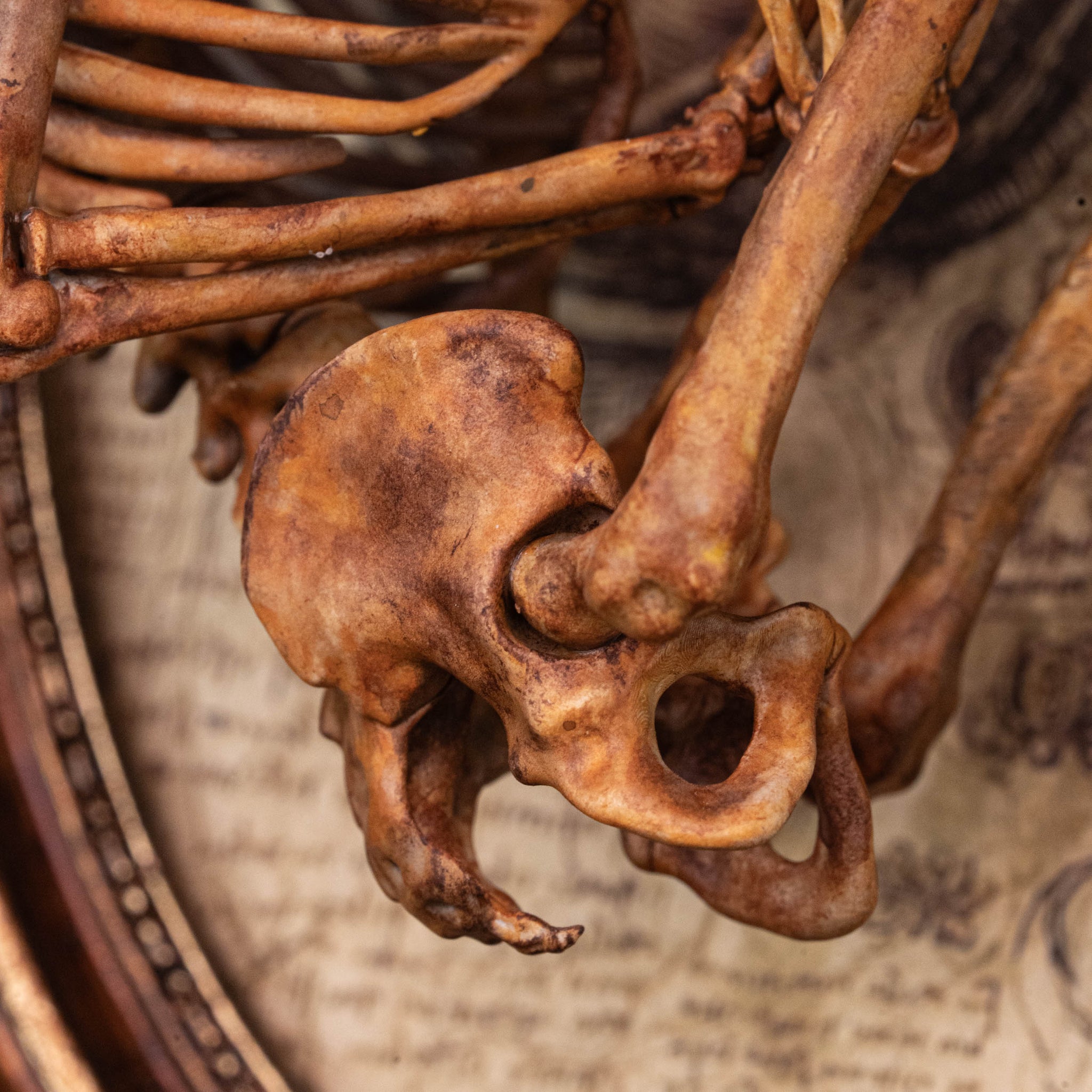 3D Printed Human Fetus Infant skeleton on Vintage frame, hand