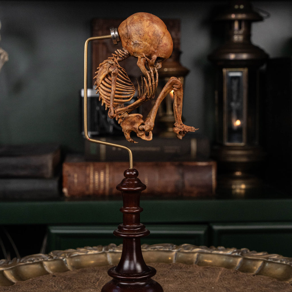 Baby human fetus skeleton on vintage gothic frame.
anatomical accurate model 
human skull
human skeleton
oddities and curiosities 
gothic wall decor
dark academia
WitchCraft collectibles
horror home decor
afterlife art
Creepy tabletop decor
