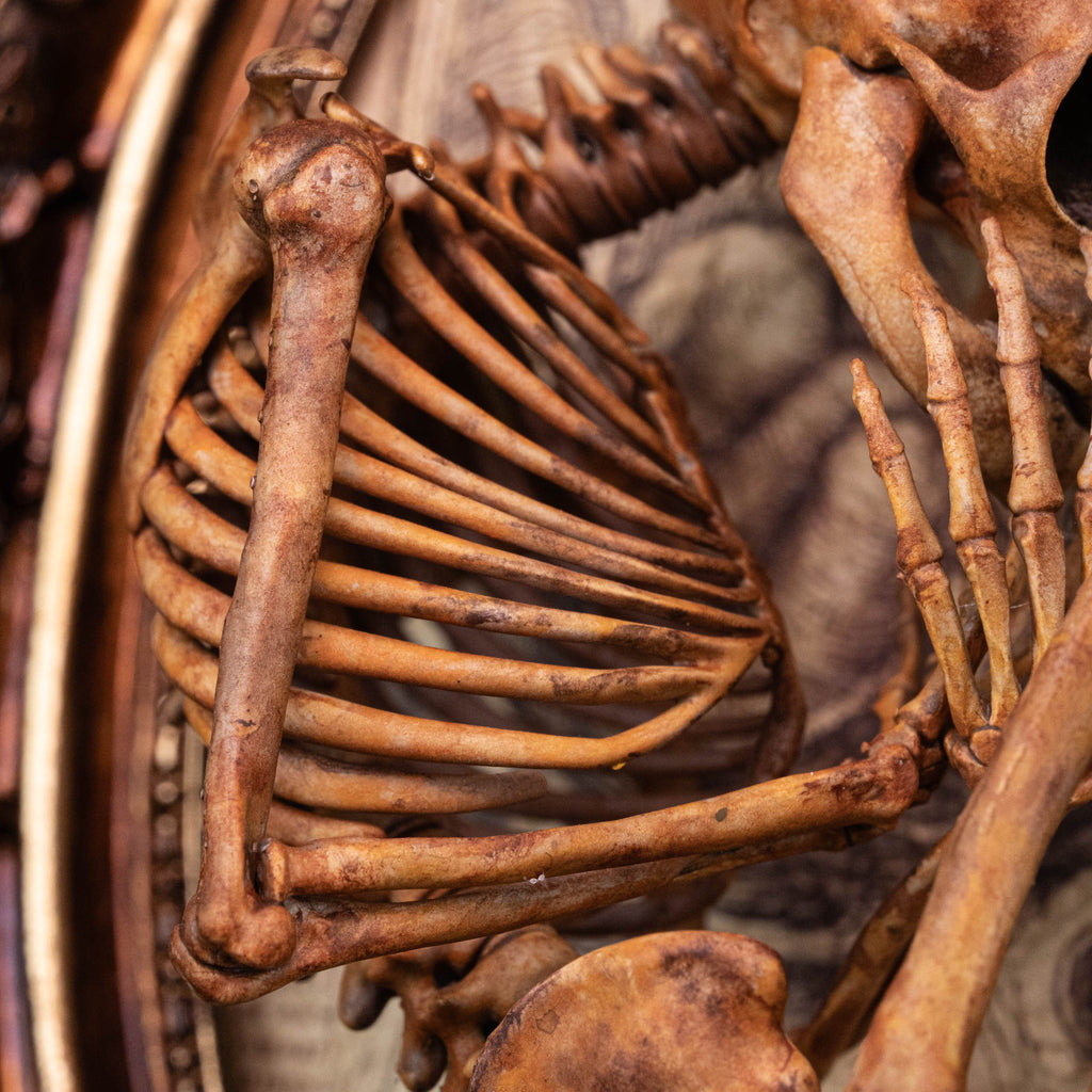 Baby human fetus skeleton on vintage gothic frame.
anatomical accurate model 
human skull
human skeleton
oddities and curiosities 
gothic wall decor
dark academia
WitchCraft collectibles
horror home decor
afterlife art
Creepy tabletop decor