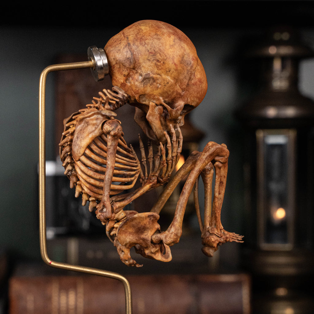 Baby human fetus skeleton on vintage gothic frame.
anatomical accurate model 
human skull
human skeleton
oddities and curiosities 
gothic wall decor
dark academia
WitchCraft collectibles
horror home decor
afterlife art
Creepy tabletop decor