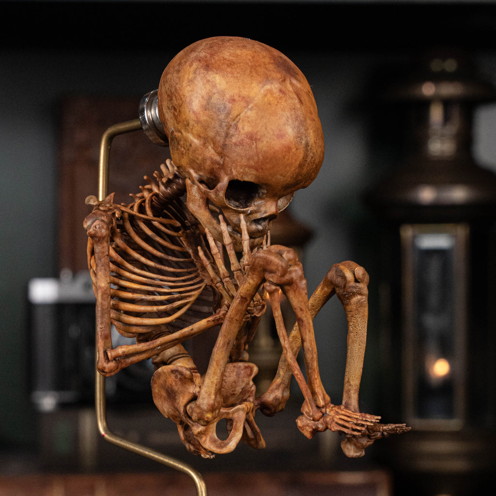 Baby human fetus skeleton on vintage gothic frame.
anatomical accurate model 
human skull
human skeleton
oddities and curiosities 
gothic wall decor
dark academia
WitchCraft collectibles
horror home decor
afterlife art
Creepy tabletop decor