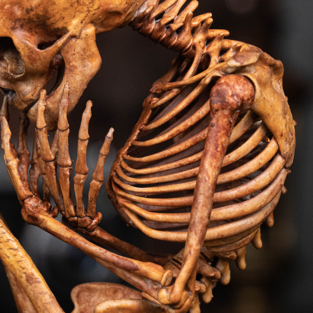 Baby human fetus skeleton on vintage gothic frame.
anatomical accurate model 
human skull
human skeleton
oddities and curiosities 
gothic wall decor
dark academia
WitchCraft collectibles
horror home decor
afterlife art
Creepy tabletop decor