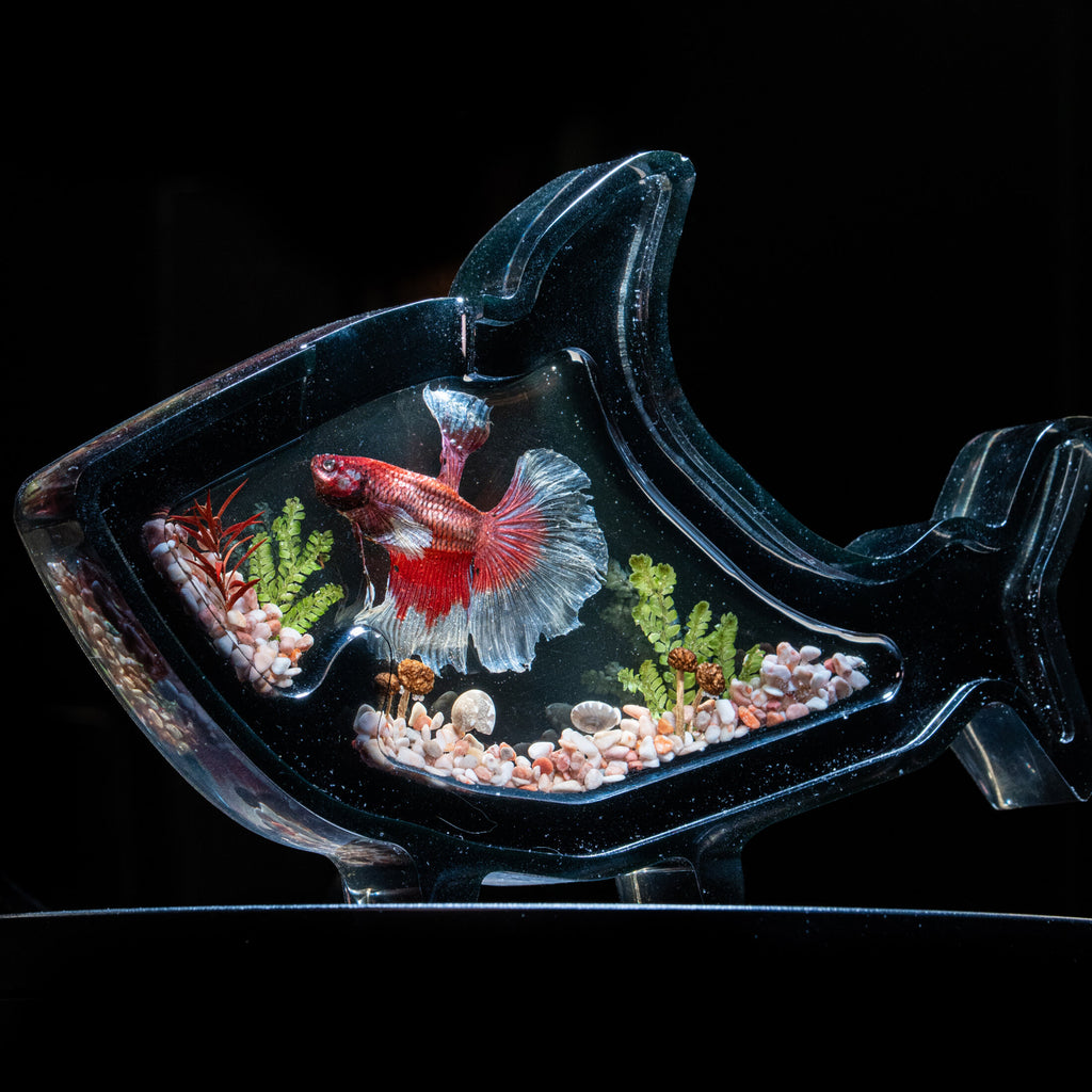 Colorful Betta fish taxidermy with striking blue and red tones unique marine bone art for gothic decor.