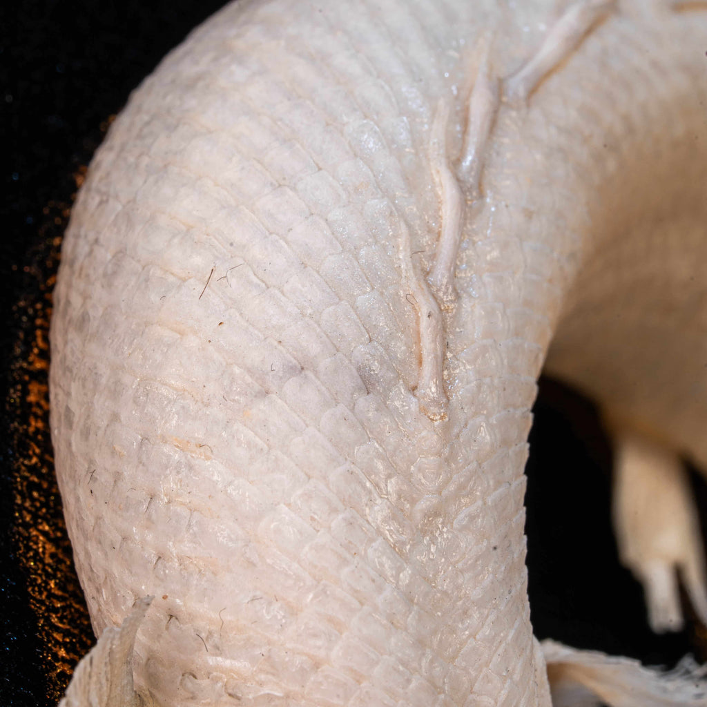 Real Mottled Bichir skeleton arranged in Enso circle, gothic taxidermy art blending Zen philosophy and natural history