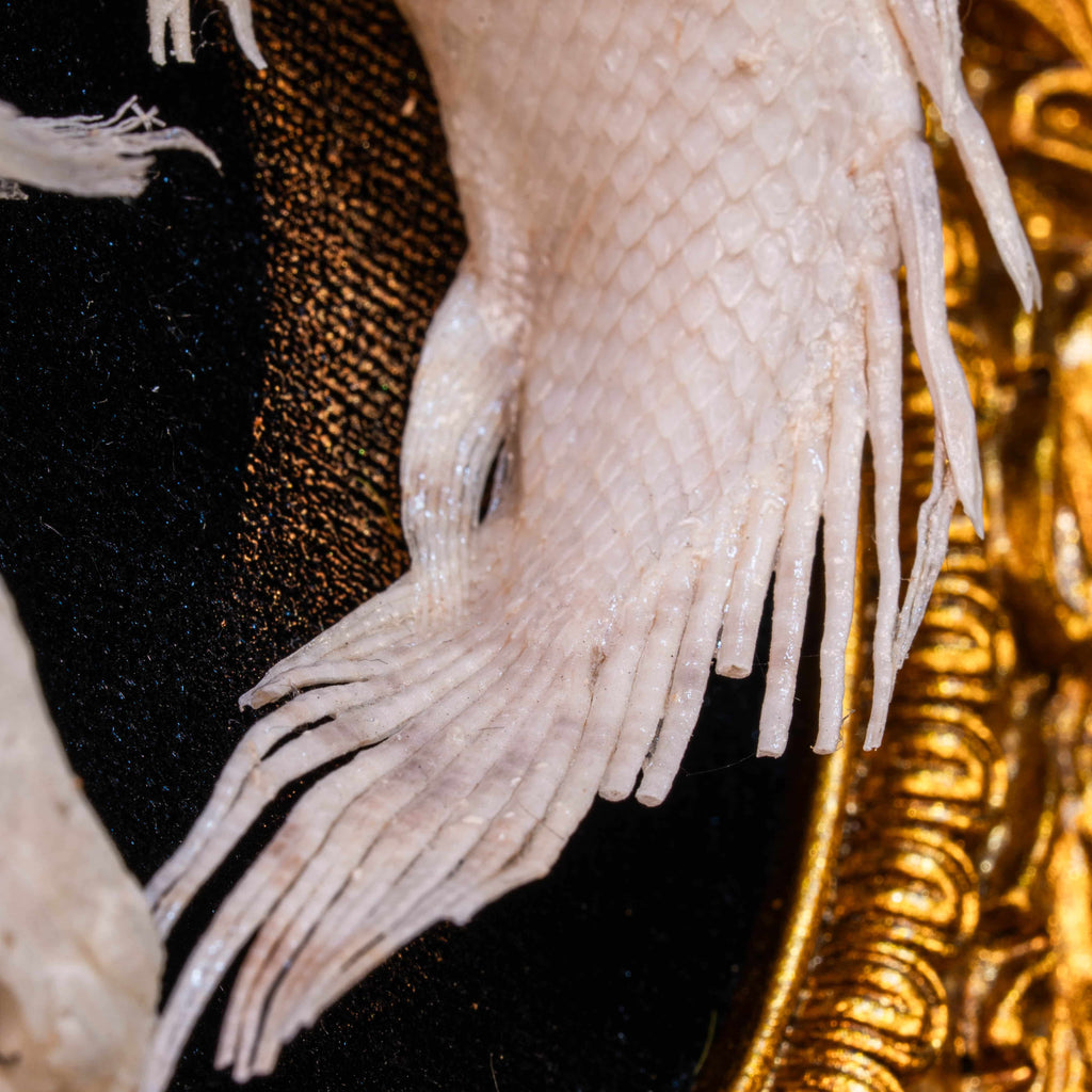 Real Mottled Bichir skeleton arranged in Enso circle, gothic taxidermy art blending Zen philosophy and natural history