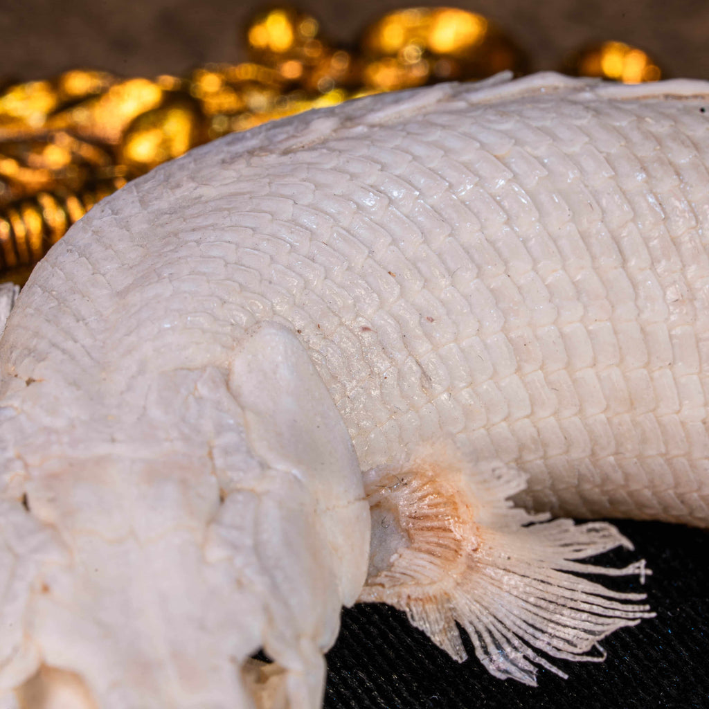 Real Mottled Bichir skeleton arranged in Enso circle, gothic taxidermy art blending Zen philosophy and natural history