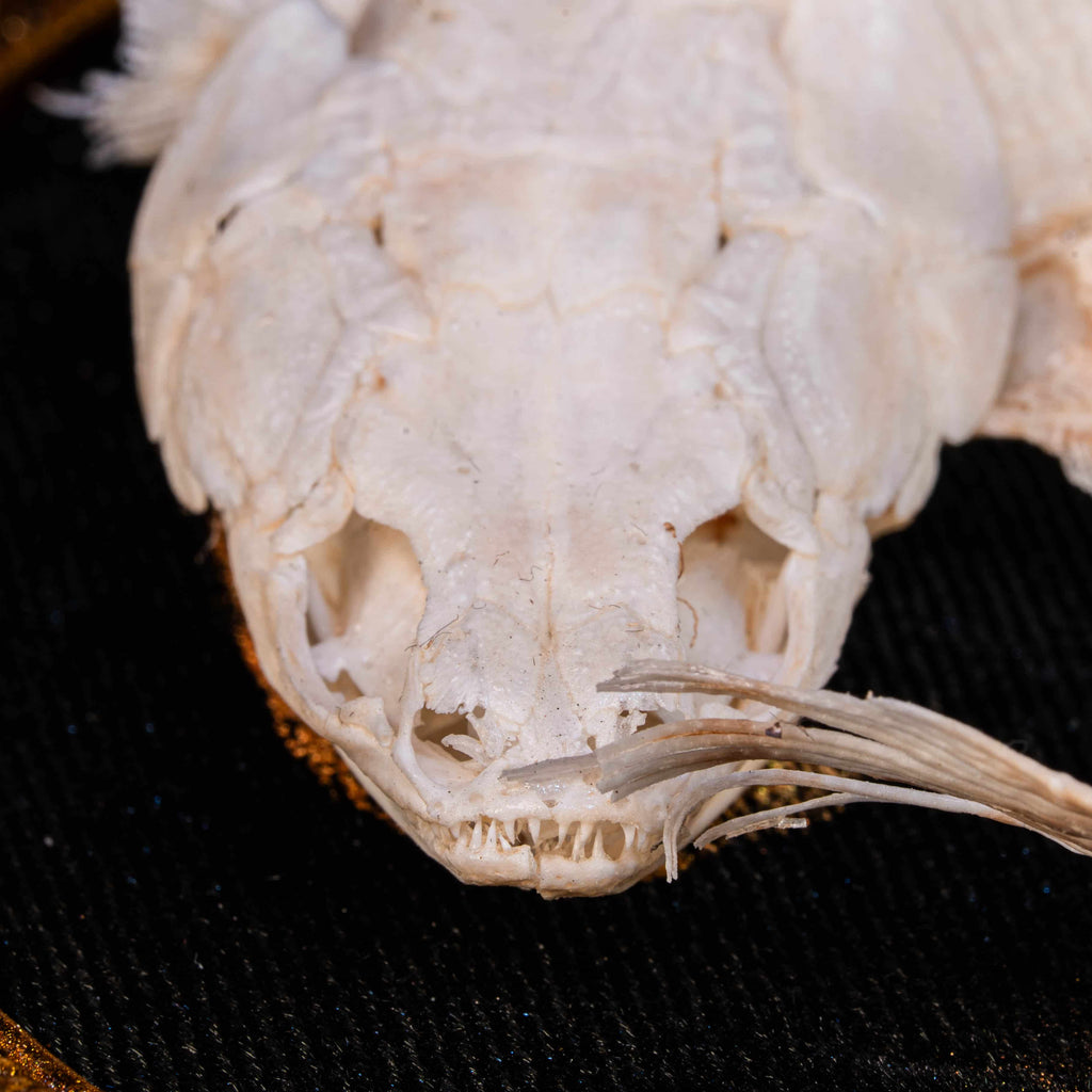 Real Mottled Bichir skeleton arranged in Enso circle, gothic taxidermy art blending Zen philosophy and natural history